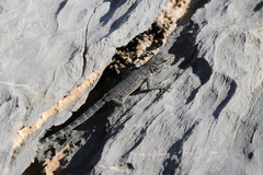 Pristurus celerrimus