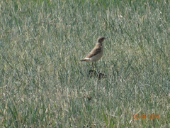 Oenanthe isabellina