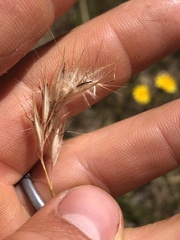 Rytidosperma setaceum