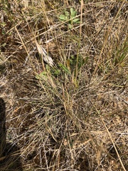 Rytidosperma setaceum