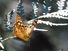 Heteronympha paradelpha