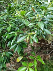 Planchonella chartacea