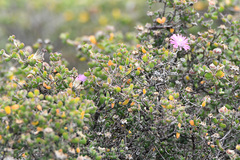 Drosanthemum fourcadei