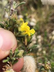 Hibbertia sericea