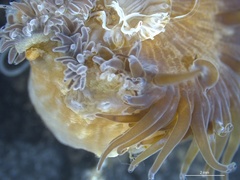Anthozoa