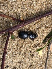 Scaraphites hirtipes