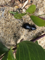 Scaraphites hirtipes