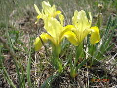 Iris humilis