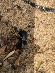 Scaraphites hirtipes