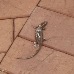 Trachylepis punctatissima