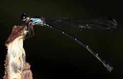 Lestoidea