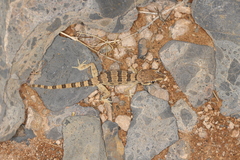 Trachydactylus hajarensis