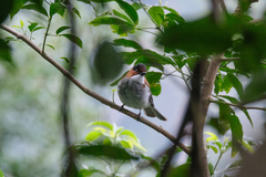 Hemixos castanonotus