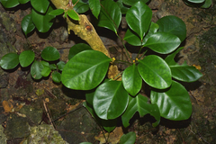 Dendrophyllanthus
