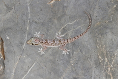 Hemidactylus luqueorum