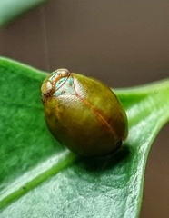 Hemisphaerius