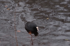 Fulica atra atra