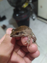 Leptodactylus leptodactyloides