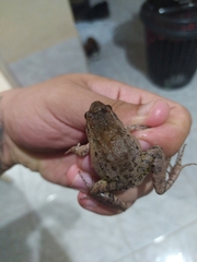 Leptodactylus leptodactyloides