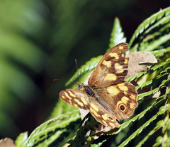 Heteronympha solandri