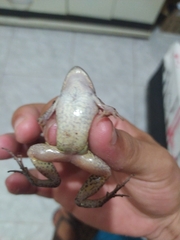 Leptodactylus leptodactyloides