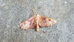 Thyrididae