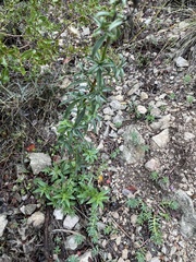 Hyssopus officinalis