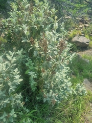 Buddleja glomerata