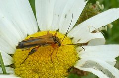Oedemera podagrariae