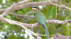 Merops superciliosus