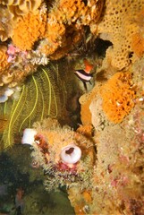 Pseudogoniistius nigripes