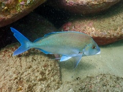 Nemadactylus douglasii