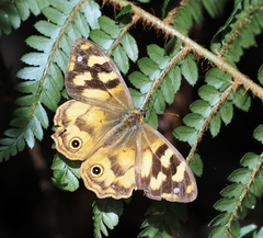 Heteronympha solandri