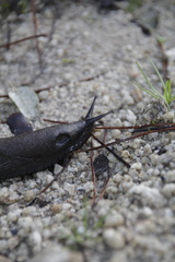 Arionidae