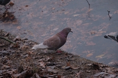 Columba livia domestica