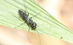 Dolichurus
