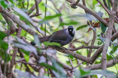 Pterorhinus chinensis