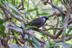 Pterorhinus chinensis