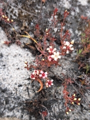 Crassula pruinosa