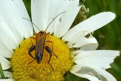 Oedemera podagrariae