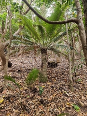 Lepidozamia peroffskyana
