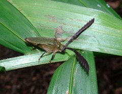 Rhipidocerus