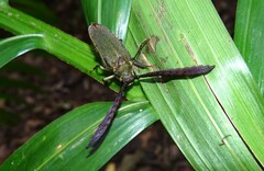 Rhipidocerus