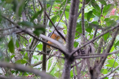 Turdus hortulorum