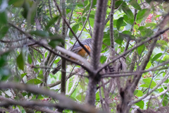 Turdus hortulorum