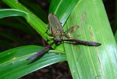 Rhipidocerus