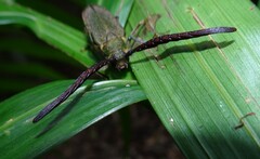 Rhipidocerus