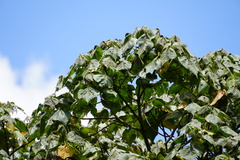 Dombeya