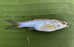 Rasbora