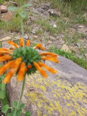 Leonotis ocymifolia